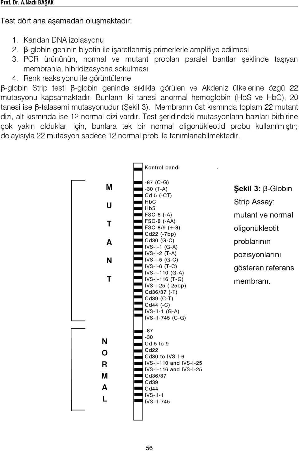 Renk reaksiyonu ile görüntüleme β-globin Strip testi β-globin geninde sıklıkla görülen ve Akdeniz ülkelerine özgü 22 mutasyonu kapsamaktadır.