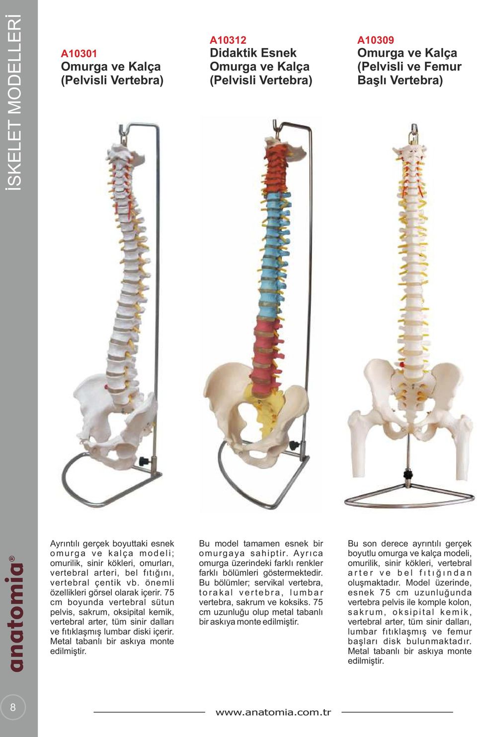 75 cm boyunda vertebral sütun pelvis, sakrum, oksipital kemik, vertebral arter, tüm sinir dalları ve fıtıklaşmış lumbar diski içerir. Metal tabanlı bir askıya monte edilmiştir.