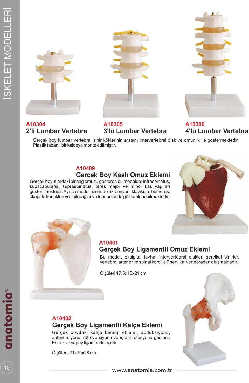 A10409 Gerçek Boy Kaslı Omuz Eklemi Gerçek boyutlardaki bir sağ omuzu gösteren bu modelde; infraspinatus, subscapularis, supraspinatus, teres majör ve minör kas yapıları gösterilmektedir.