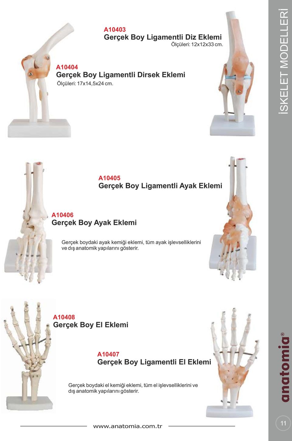 A10405 Gerçek Boy Ligamentli Ayak Eklemi İSKELET MODELLERİ İSKELET MODELLERİ A10406 Gerçek Boy Ayak Eklemi Gerçek boydaki ayak