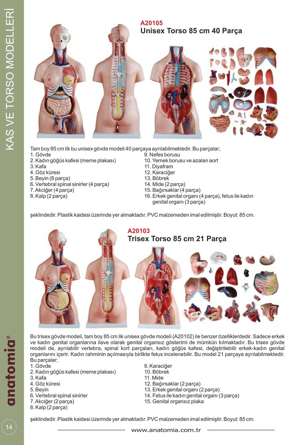 Mide (2 parça) 7. Akciğer (4 parça) 15. Bağırsaklar (4 parça) 8. Kalp (2 parça) 16. Erkek genital organı (4 parça), fetus ile kadın genital organı (3 parça) şeklindedir.