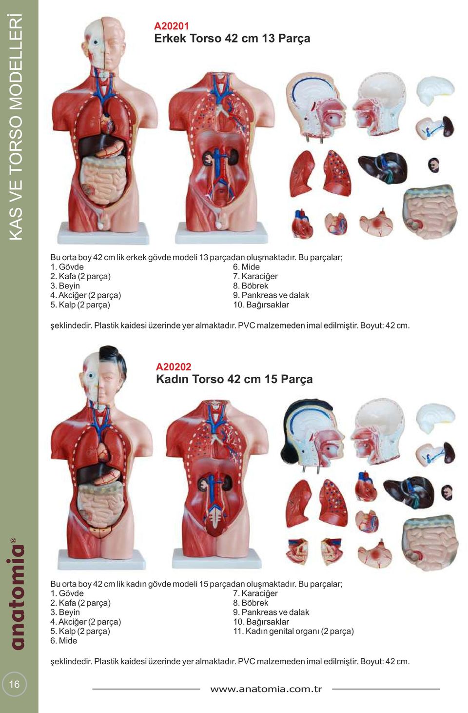 A20202 Kadın Torso 42 cm 15 Parça -www.anatomia.com.tranatomia Bu orta boy 42 cm lik kadın gövde modeli 15 parçadan oluşmaktadır. Bu parçalar; 1. Gövde 7. Karaciğer 2. Kafa (2 parça) 8. Böbrek 3.