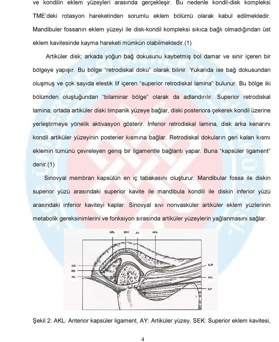 (1) Artiküler disk; arkada yoğun bağ dokusunu kaybetmiş bol damar ve sinir içeren bir bölgeye yapışır. Bu bölge retrodiskal doku olarak bilinir.