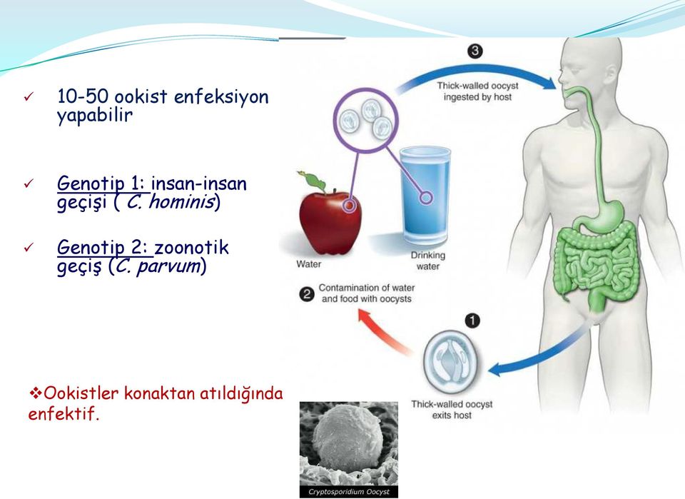 hominis) Genotip 2: zoonotik geçiş (C.