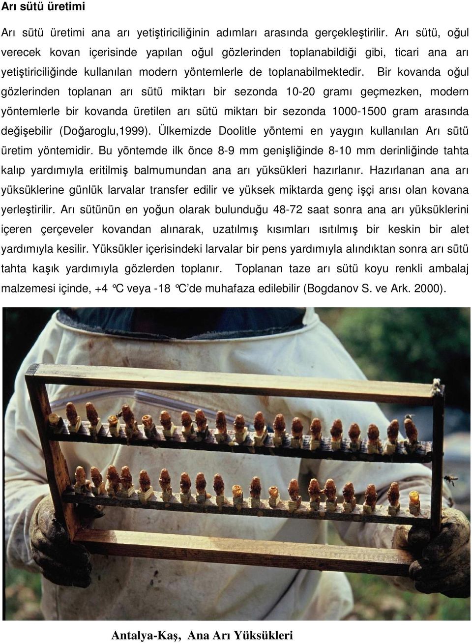 Bir kovanda oğul gözlerinden toplanan arı sütü miktarı bir sezonda 10-20 gramı geçmezken, modern yöntemlerle bir kovanda üretilen arı sütü miktarı bir sezonda 1000-1500 gram arasında değişebilir