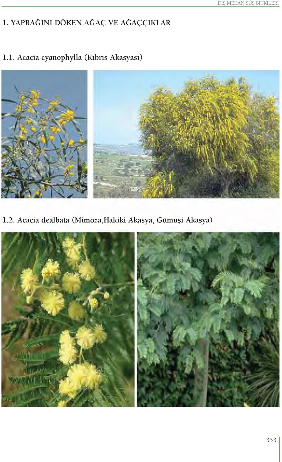 1. Acacia cyanophylla (Kıbrıs Akasyası) 1.