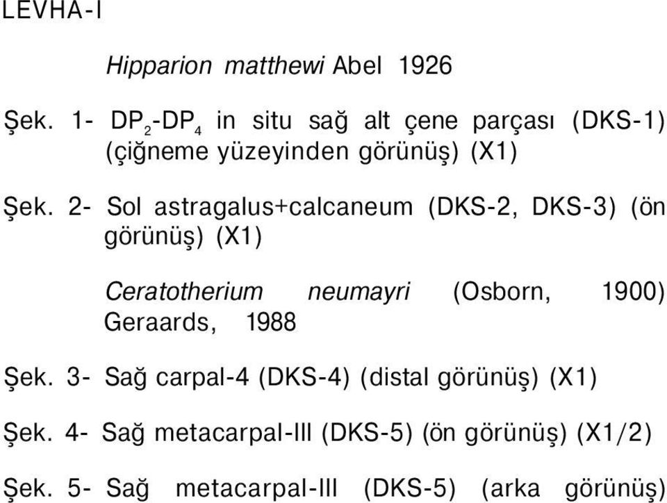 2- Sol astragalus+calcaneum (DKS-2, DKS-3) (ön görünüş) (X1) Ceratotherium neumayri (Osborn, 1900)