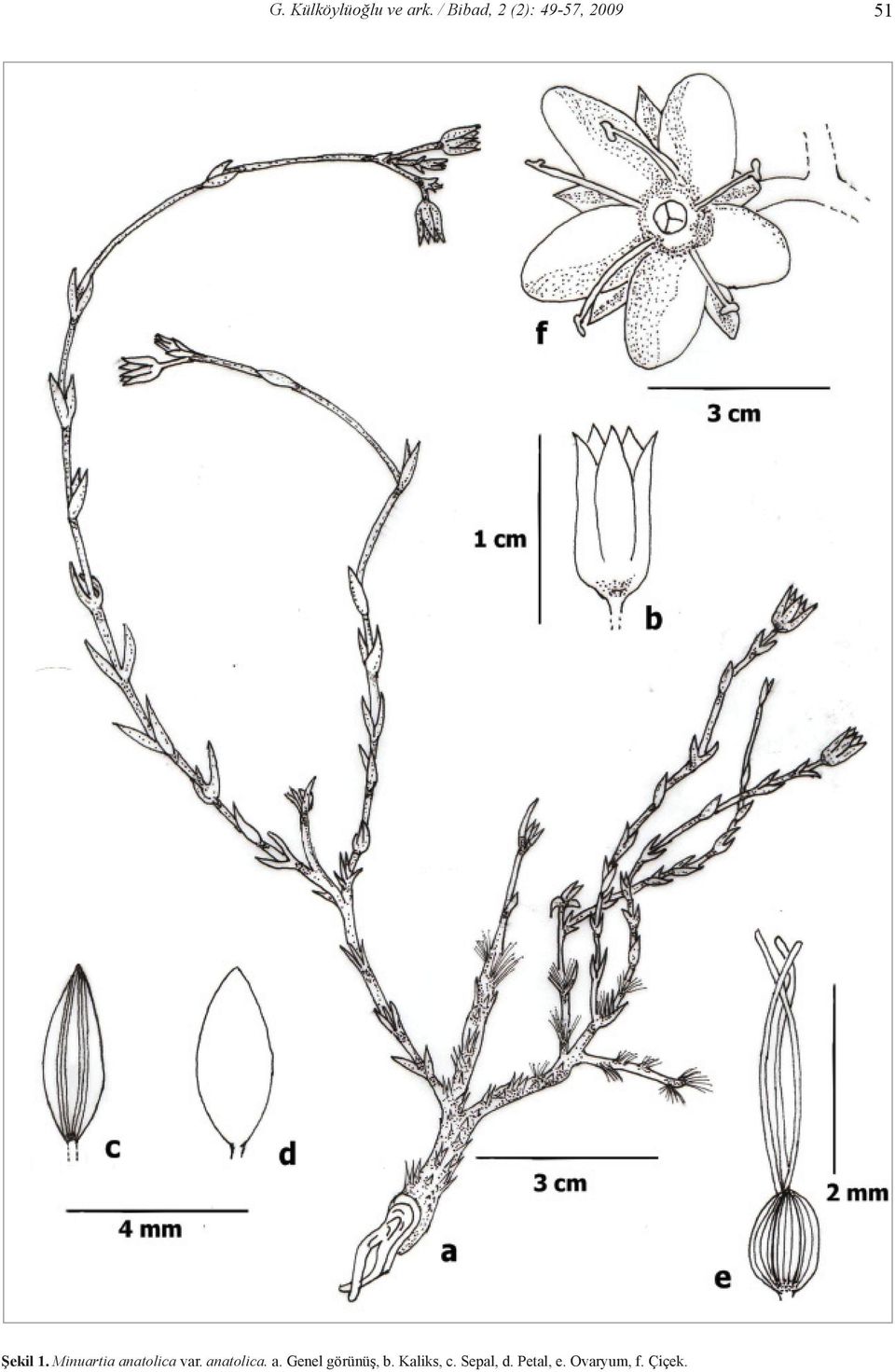 Minuartia anatolica var. anatolica. a. Genel görünüş, b.