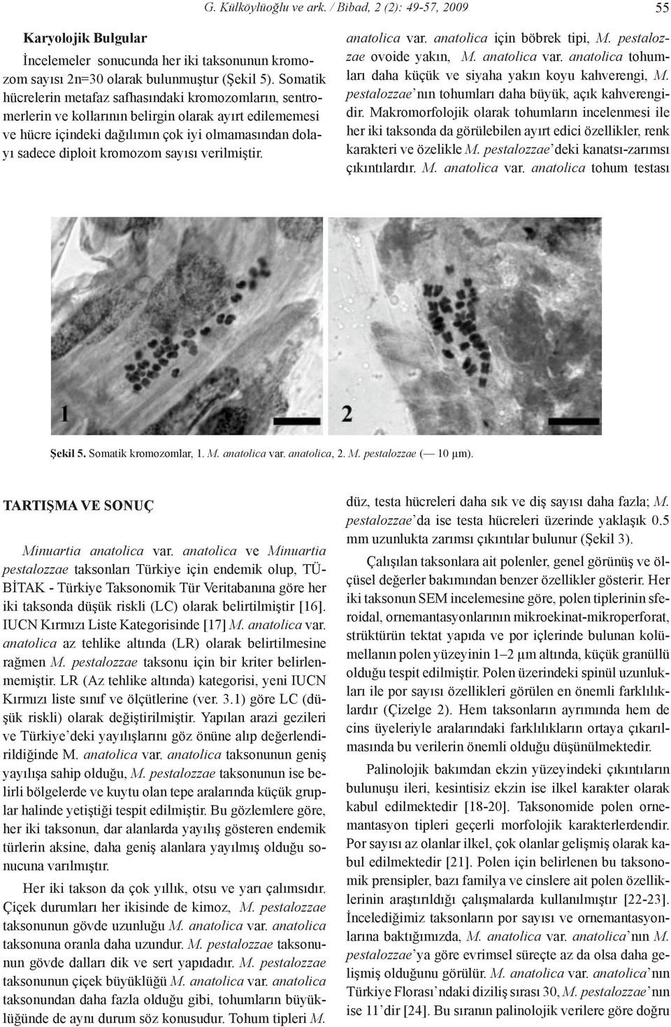 sayısı verilmiştir. anatolica var. anatolica için böbrek tipi, M. pestalozzae ovoide yakın, M. anatolica var. anatolica tohumları daha küçük ve siyaha yakın koyu kahverengi, M.