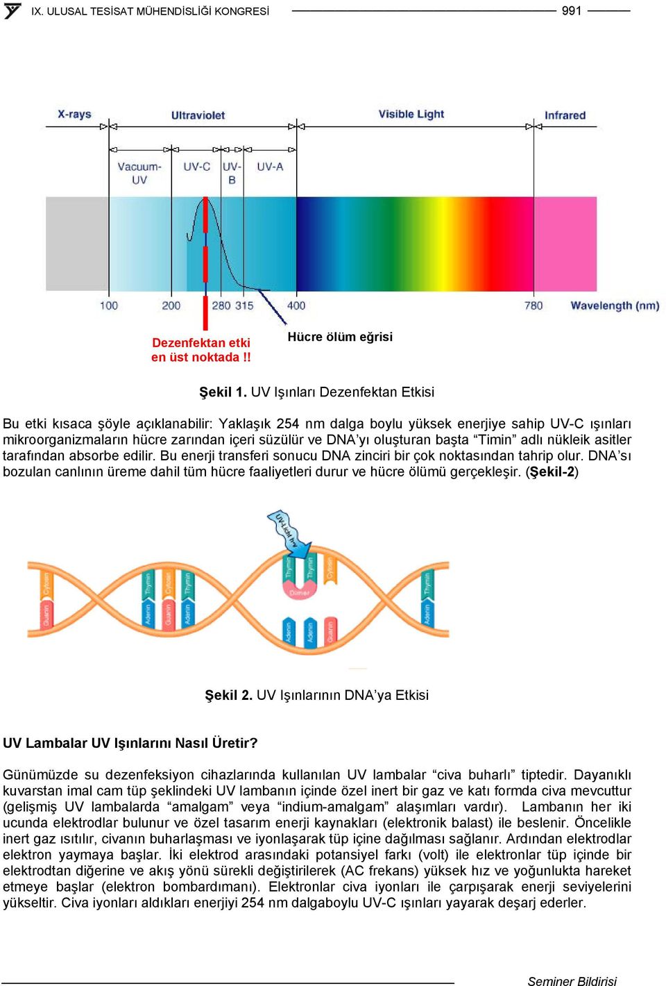 başta Timin adlı nükleik asitler tarafından absorbe edilir. Bu enerji transferi sonucu DNA zinciri bir çok noktasından tahrip olur.