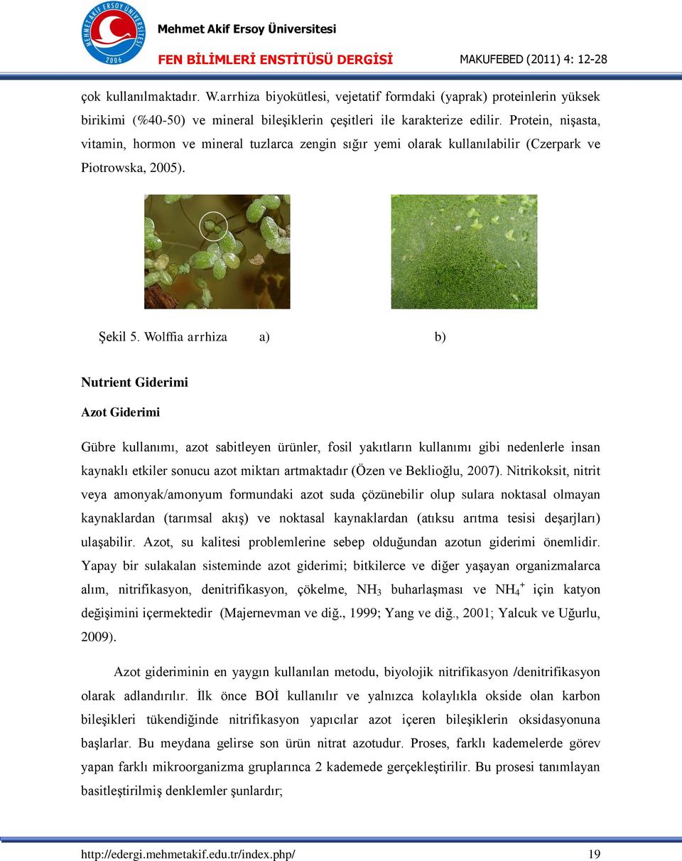 Wolffia arrhiza a) b) Nutrient Giderimi Azot Giderimi Gübre kullanımı, azot sabitleyen ürünler, fosil yakıtların kullanımı gibi nedenlerle insan kaynaklı etkiler sonucu azot miktarı artmaktadır (Özen