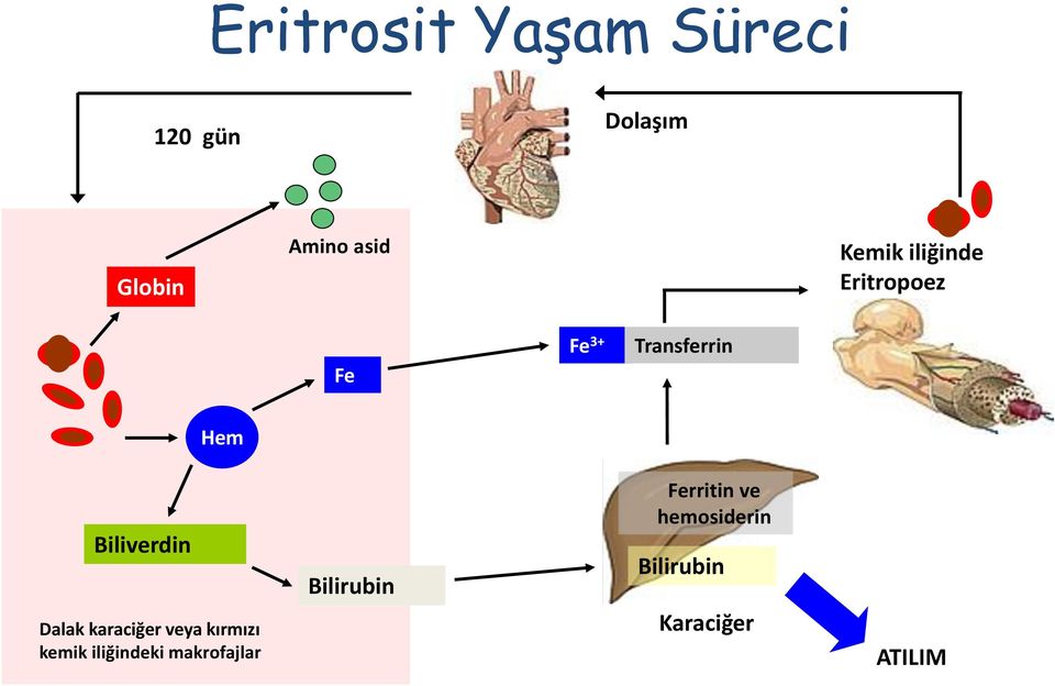 Biliverdin Dalak karaciğer veya kırmızı kemik iliğindeki