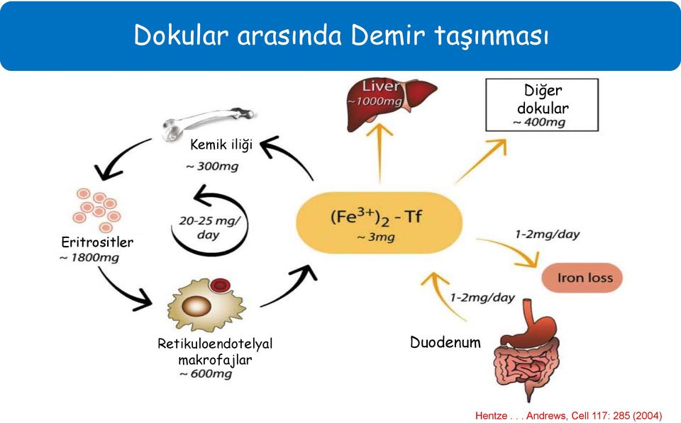 Eritrositler Retikuloendotelyal