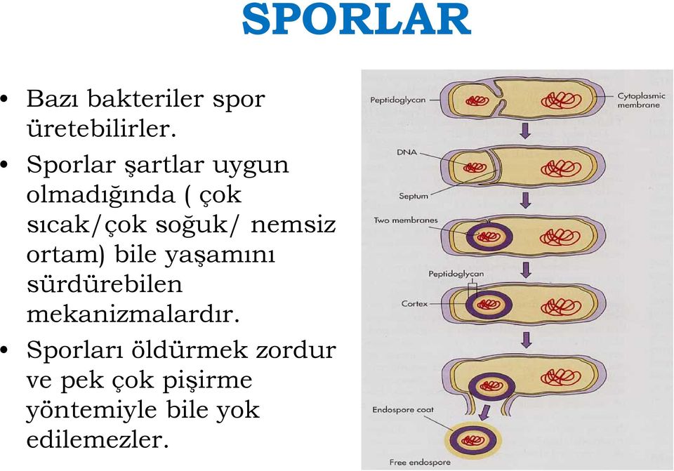 nemsiz ortam) bile yaşamını sürdürebilen mekanizmalardır.