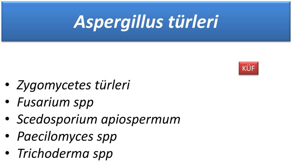 spp Scedosporium apiospermum