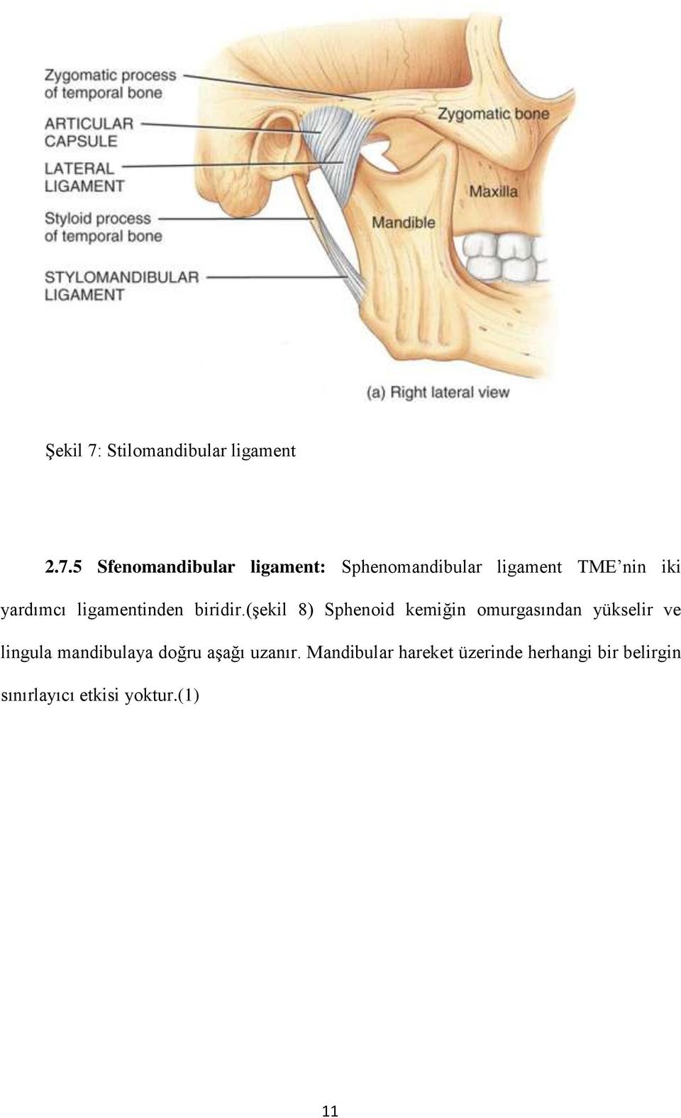 5 Sfenomandibular ligament: Sphenomandibular ligament TME nin iki yardımcı