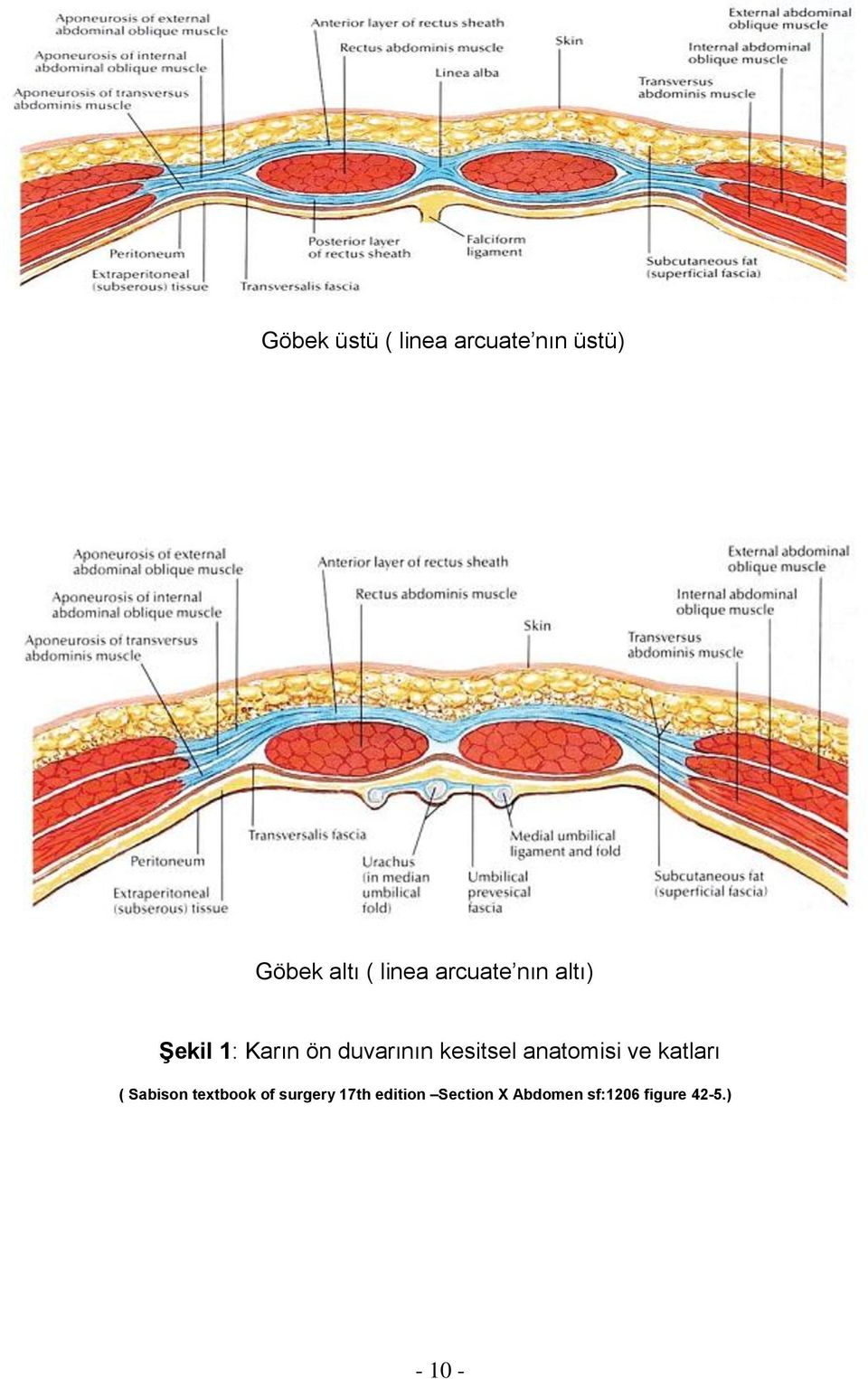 anatomisi ve katları ( Sabison textbook of surgery 17th