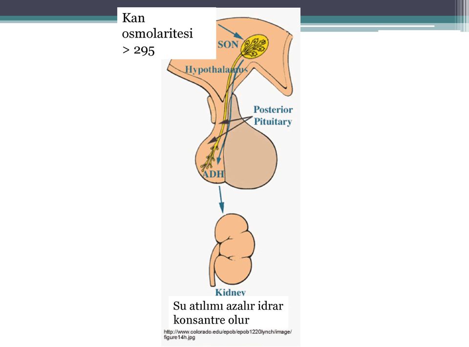 295 Su atılımı