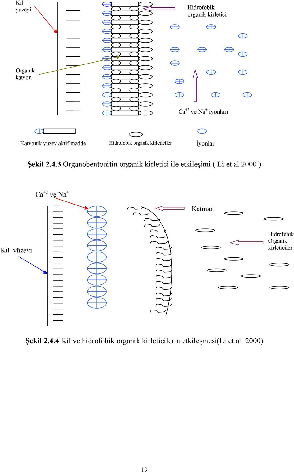 3 Organobentonitin organik kirletici ile etkileşimi ( Li et al 2 ) Ca +2 ve Na + Katman Kil