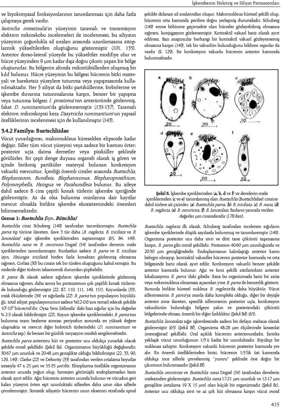 yükseltilerden oluştuğunu göstermiştir (101, 135). Anterior dorso-lateral yüzeyde bu yükseltiler modifiye olur ve hücre yüzeyinden 9 μm kadar dışa doğru çıkıntı yapan bir bölge oluştururlar.