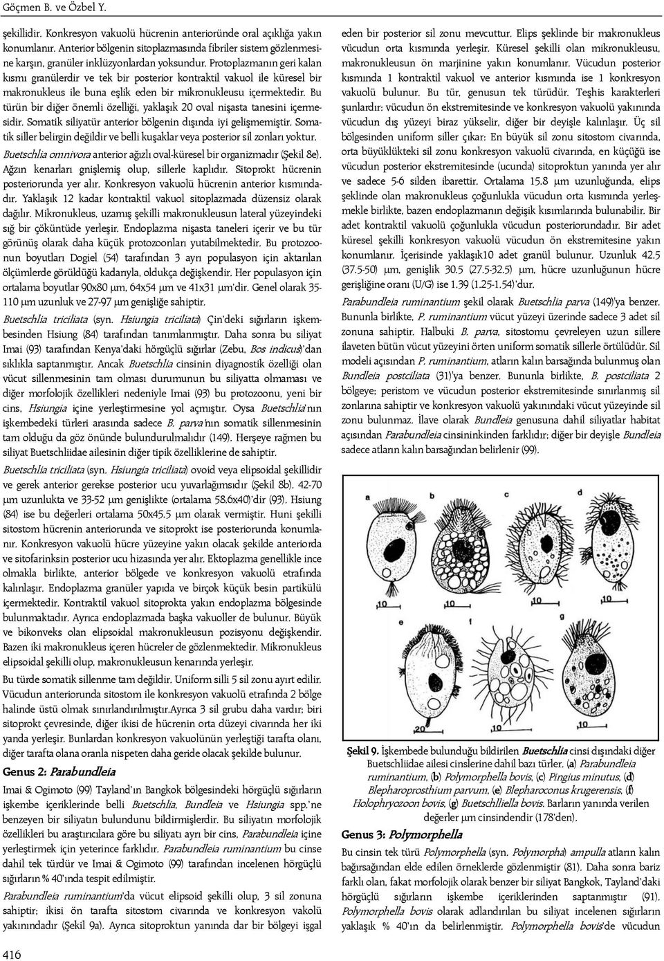 Protoplazmanın geri kalan kısmı granülerdir ve tek bir posterior kontraktil vakuol ile küresel bir makronukleus ile buna eşlik eden bir mikronukleusu içermektedir.