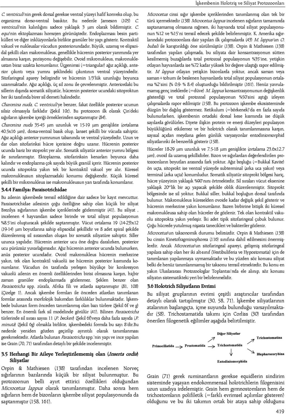 Endoplazması besin partikülleri ve diğer inklüzyonlarla birlikte granüler bir yapı gösterir. Kontraktil vakuol ve nukleuslar vücudun posteriorundadır.