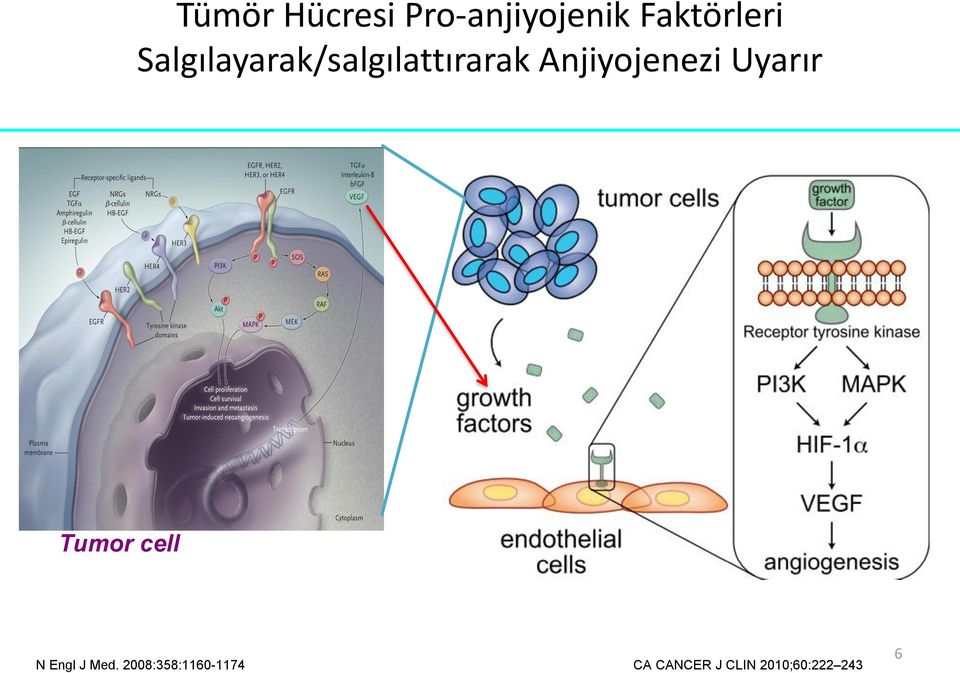Uyarır Tumor cell N Engl J Med.