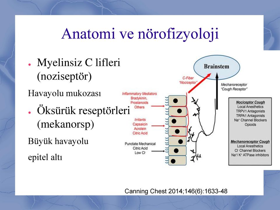 Öksürük reseptörleri (mekanorsp) Büyük