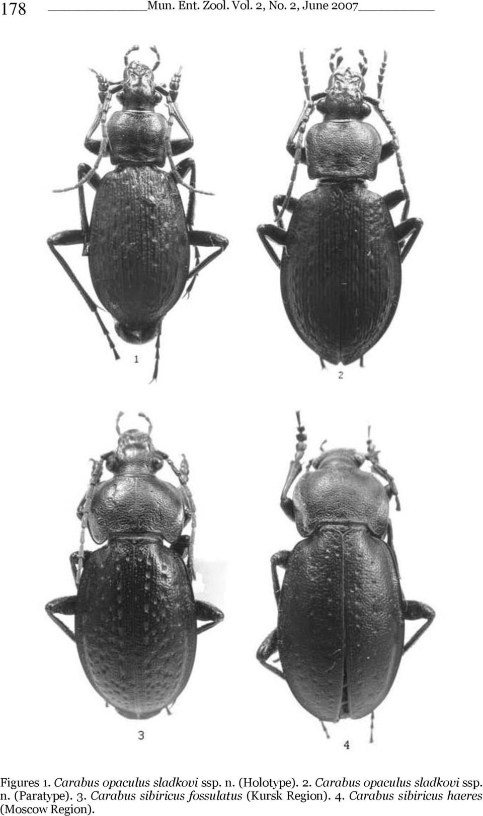 Carabus opaculus sladkovi ssp. n. (Paratype). 3.