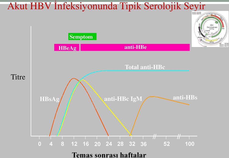 anti-hbc HBsAg anti-hbc IgM anti-hbs 0 4 8