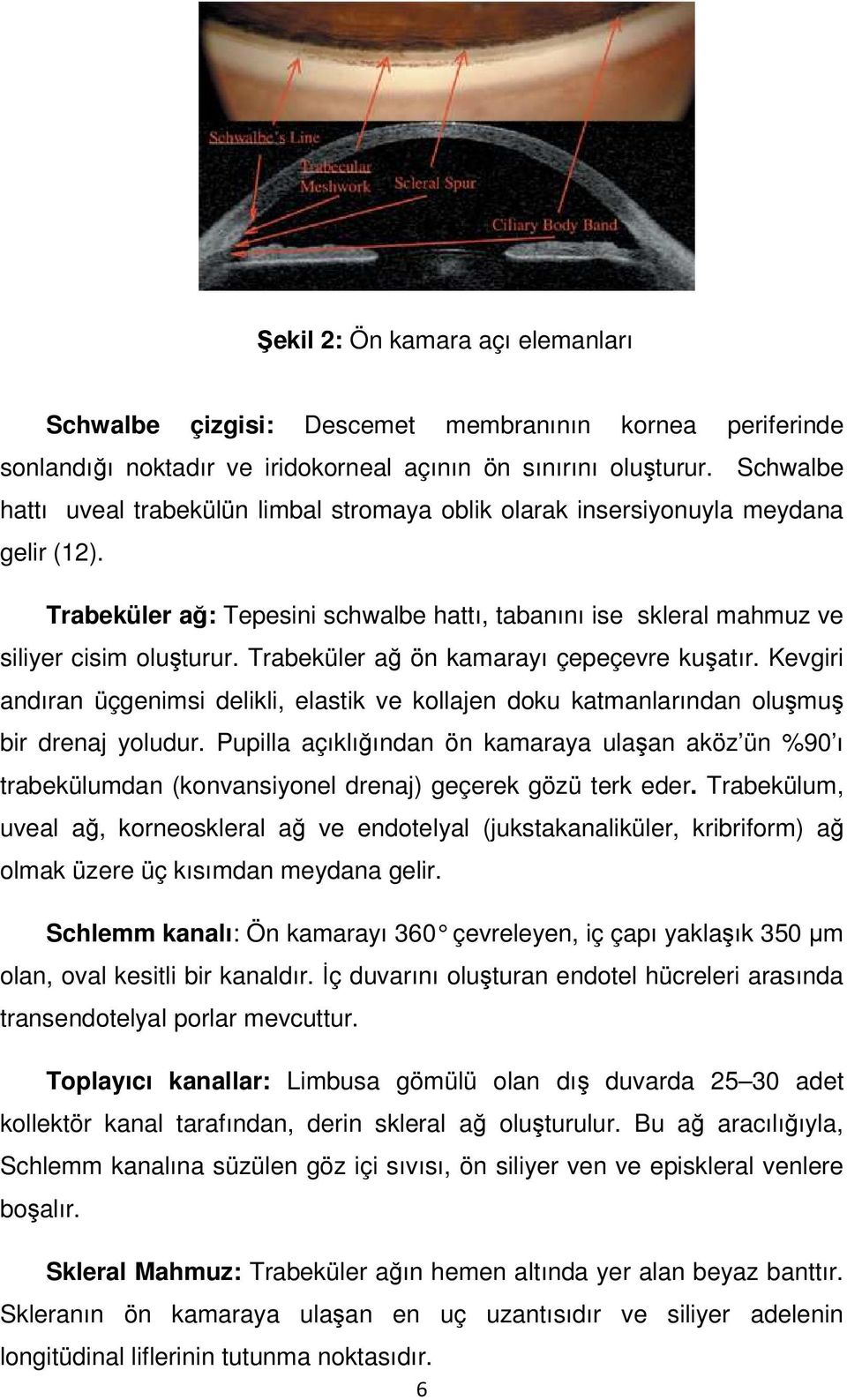 Trabeküler ağ ön kamarayı çepeçevre kuşatır. Kevgiri andıran üçgenimsi delikli, elastik ve kollajen doku katmanlarından oluşmuş bir drenaj yoludur.