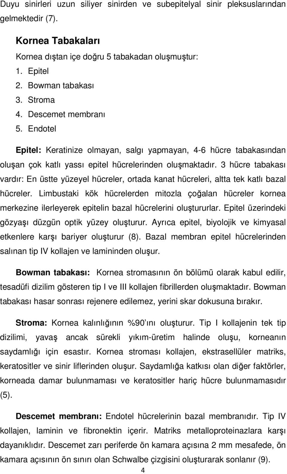 3 hücre tabakası vardır: En üstte yüzeyel hücreler, ortada kanat hücreleri, altta tek katlı bazal hücreler.