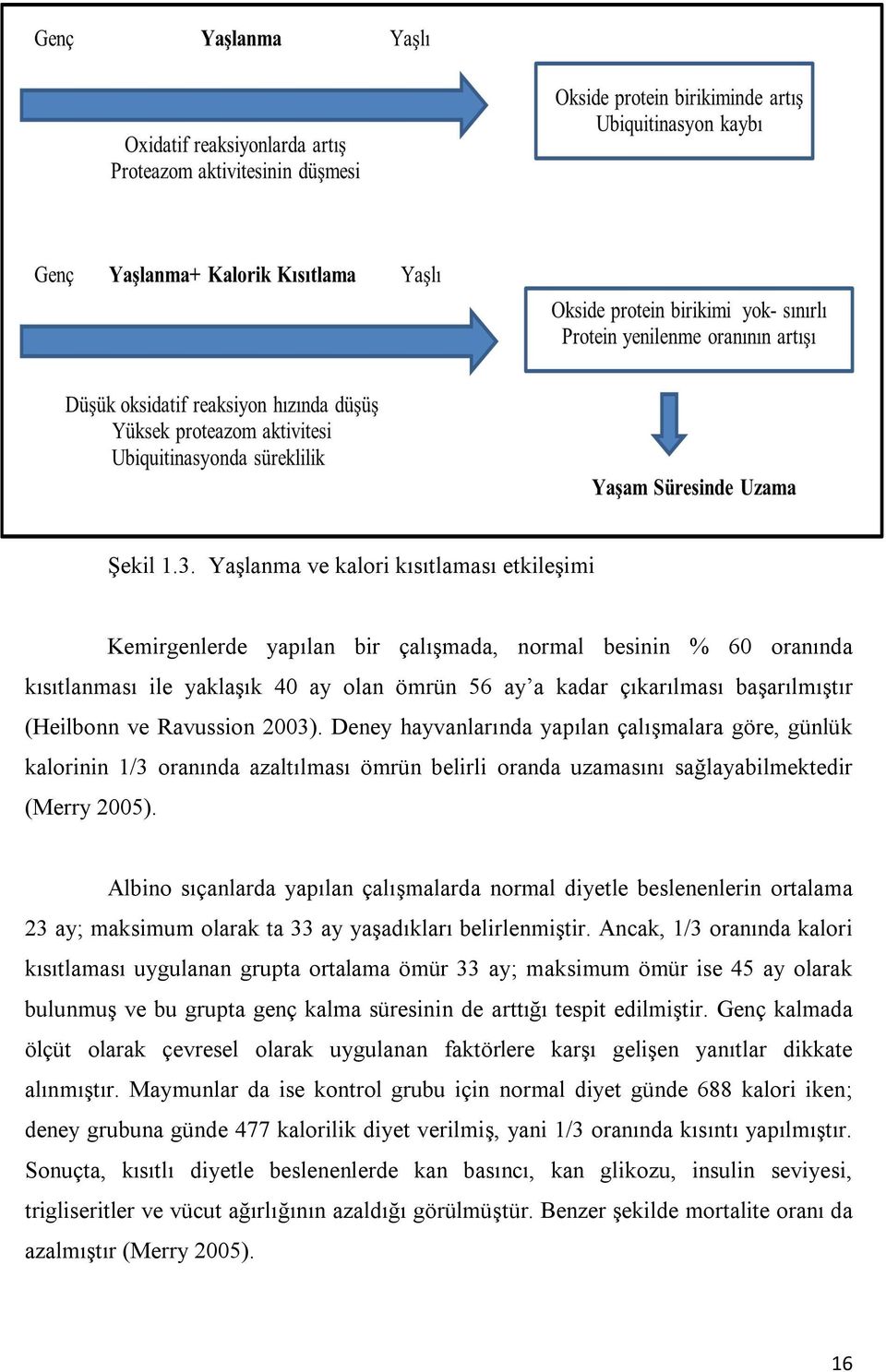 (Heilbonn ve Ravussion 2003). Deney hayvanlarında yapılan çalışmalara göre, günlük kalorinin 1/3 oranında azaltılması ömrün belirli oranda uzamasını sağlayabilmektedir (Merry 2005).