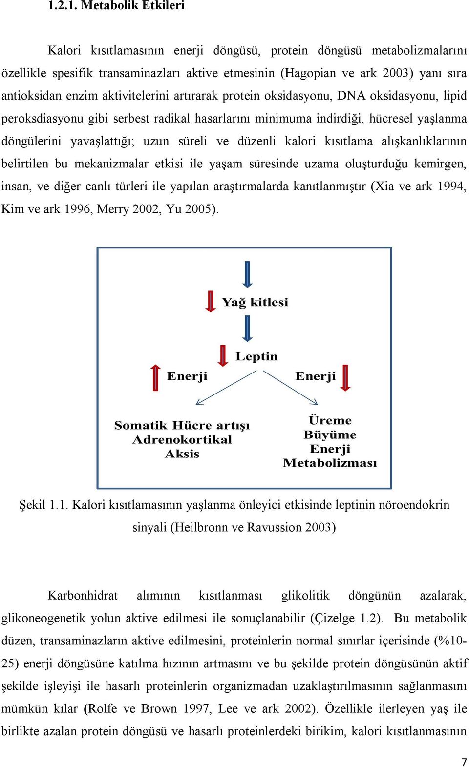 ve düzenli kalori kısıtlama alışkanlıklarının belirtilen bu mekanizmalar etkisi ile yaşam süresinde uzama oluşturduğu kemirgen, insan, ve diğer canlı türleri ile yapılan araştırmalarda kanıtlanmıştır