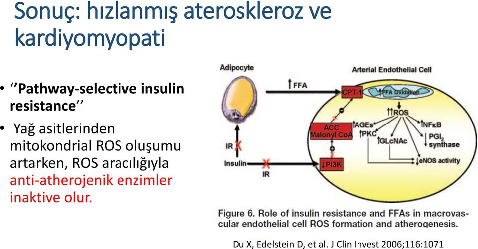 mitokondrial ROS oluşumu artarken, ROS aracılığıyla
