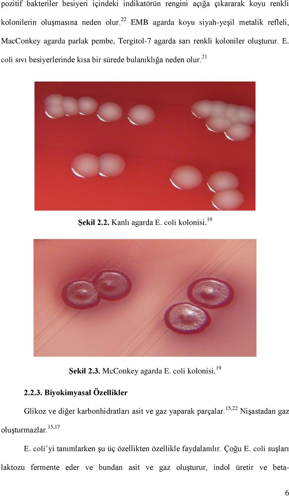 21 Şekil 2.2. Kanlı agarda E. coli kolonisi. 19 Şekil 2.3. McConkey agarda E. coli kolonisi. 19 2.2.3. Biyokimyasal Özellikler Glikoz ve diğer karbonhidratları asit ve gaz yaparak parçalar.