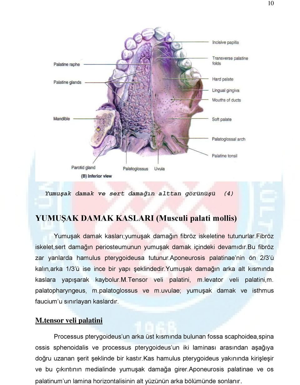 aponeurosis palatinae nin ön 2/3 ü kalın,arka 1/3 ü ise ince bir yapı şeklindedir.yumuşak damağın arka alt kısmında kaslara yapışarak kaybolur.m.tensor veli palatini, m.levator veli palatini,m.