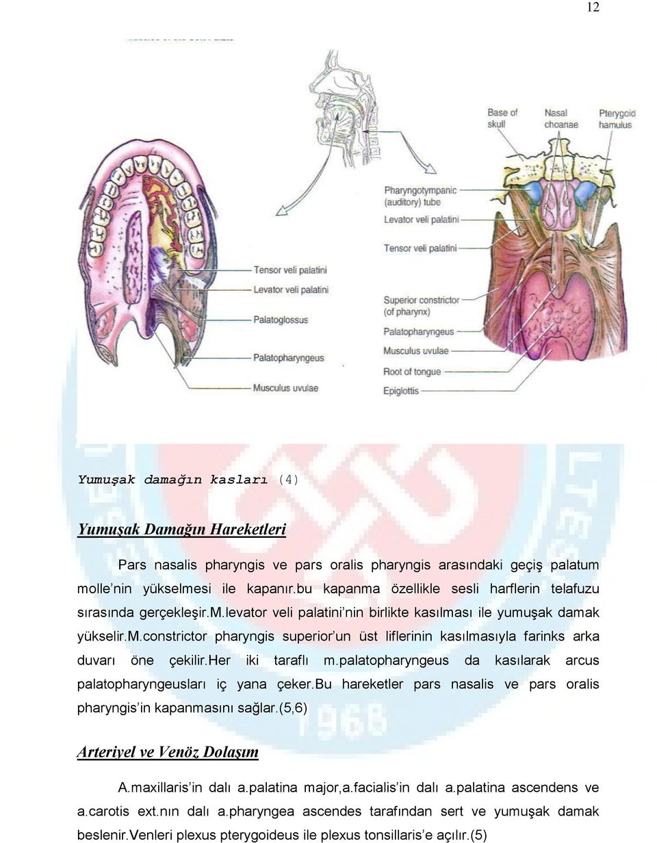 her iki taraflı m.palatopharyngeus da kasılarak arcus palatopharyngeusları iç yana çeker.bu hareketler pars nasalis ve pars oralis pharyngis in kapanmasını sağlar.(5,6) Arteriyel ve Venöz Dolaşım A.