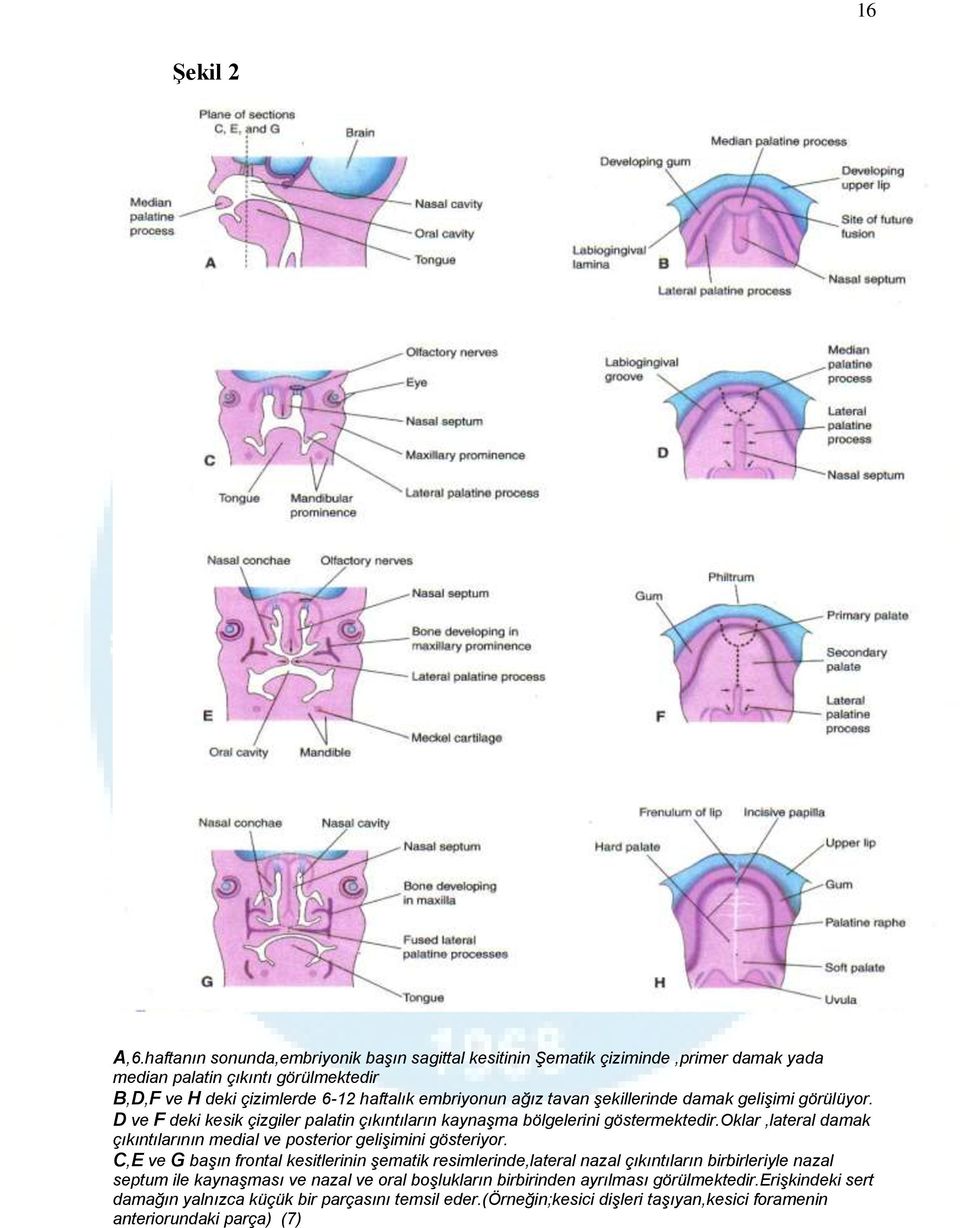 tavan şekillerinde damak gelişimi görülüyor. D ve F deki kesik çizgiler palatin çıkıntıların kaynaşma bölgelerini göstermektedir.