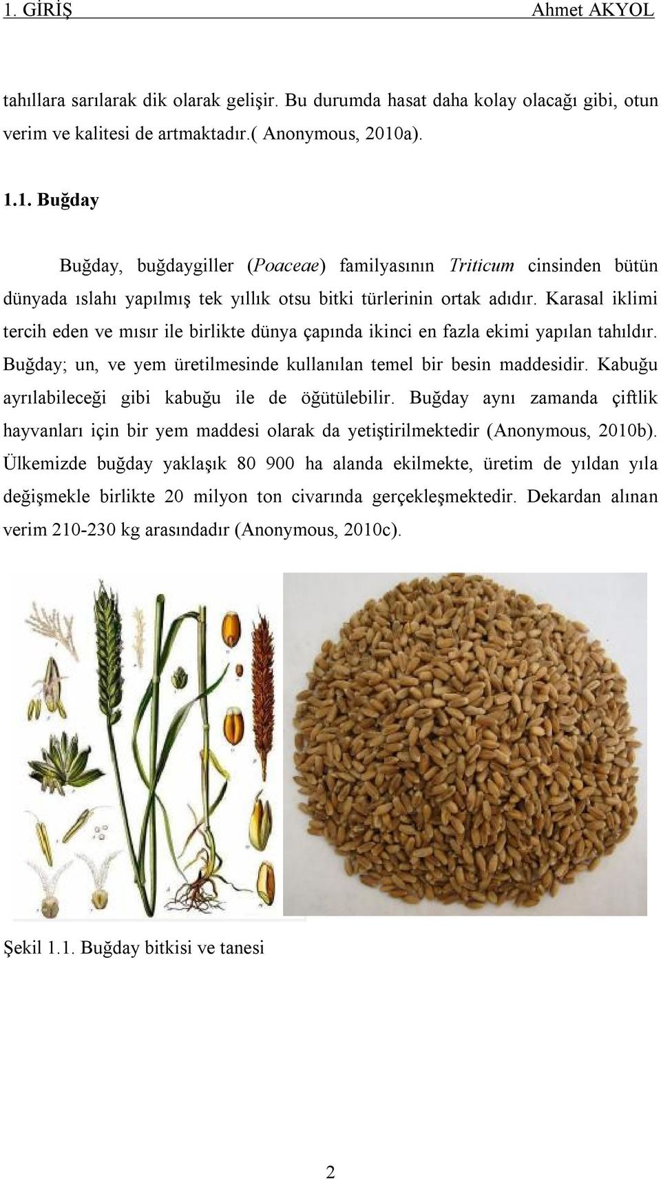 Kabuğu ayrılabileceği gibi kabuğu ile de öğütülebilir. Buğday aynı zamanda çiftlik hayvanları için bir yem maddesi olarak da yetiştirilmektedir (Anonymous, 2010b).