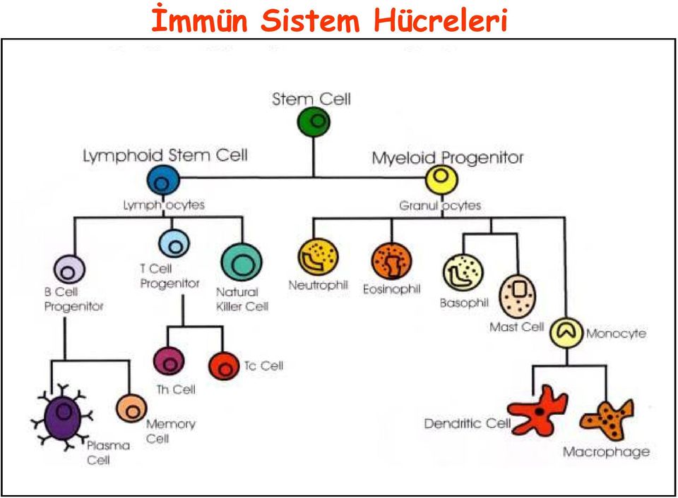 Hücreleri