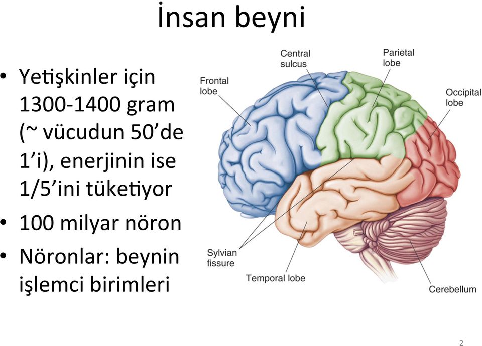 ise 1/5 ini tükeayor 100 milyar nöron