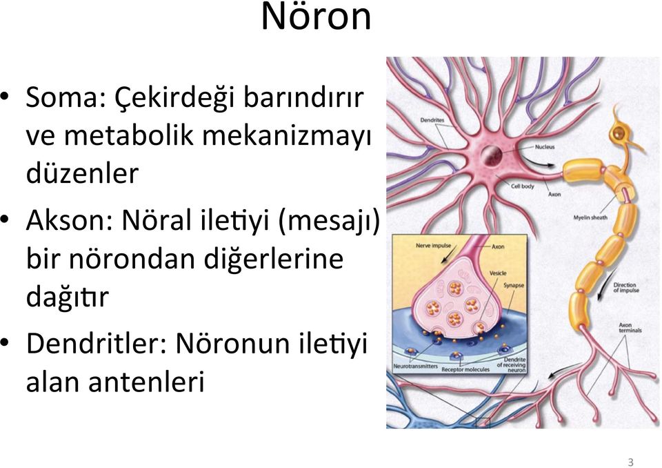 Nöral ileayi (mesajı) bir nörondan