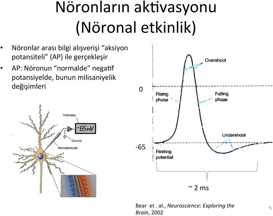 normalde negaaf potansiyelde, bunun milisaniyelik değişimleri