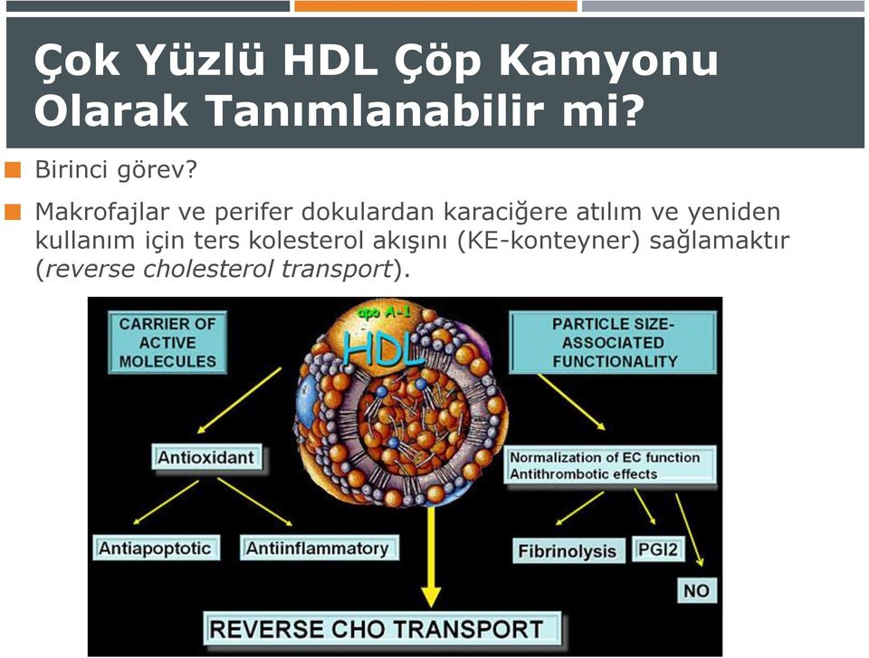 Makrofajlar ve perifer dokulardan karaciğere atılım ve