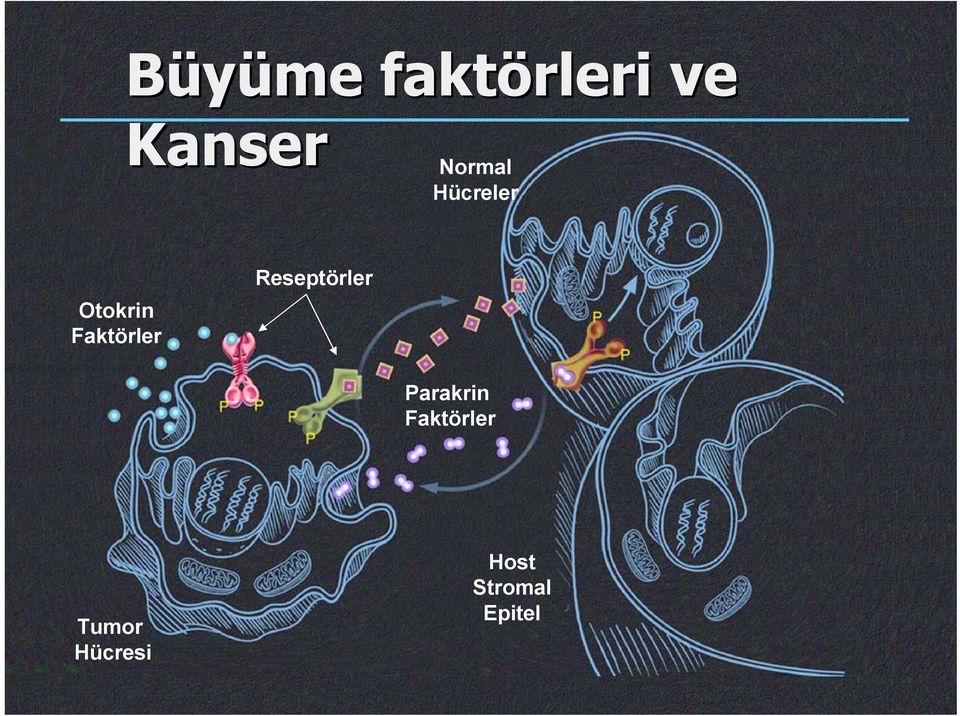 Faktörler Reseptörler Parakrin