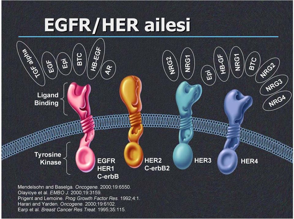 2000;19:6550. Olayioye et al. EMBO J. 2000;19:3159. Prigent and Lemoine. Prog Growth Factor Res.