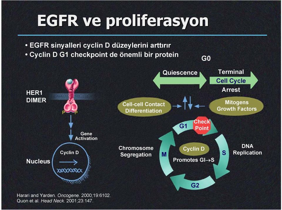 Mitogens Growth Factors Nucleus Cyclin D Gene Activation Chromosome G1 Check Point Cyclin D Segregation M