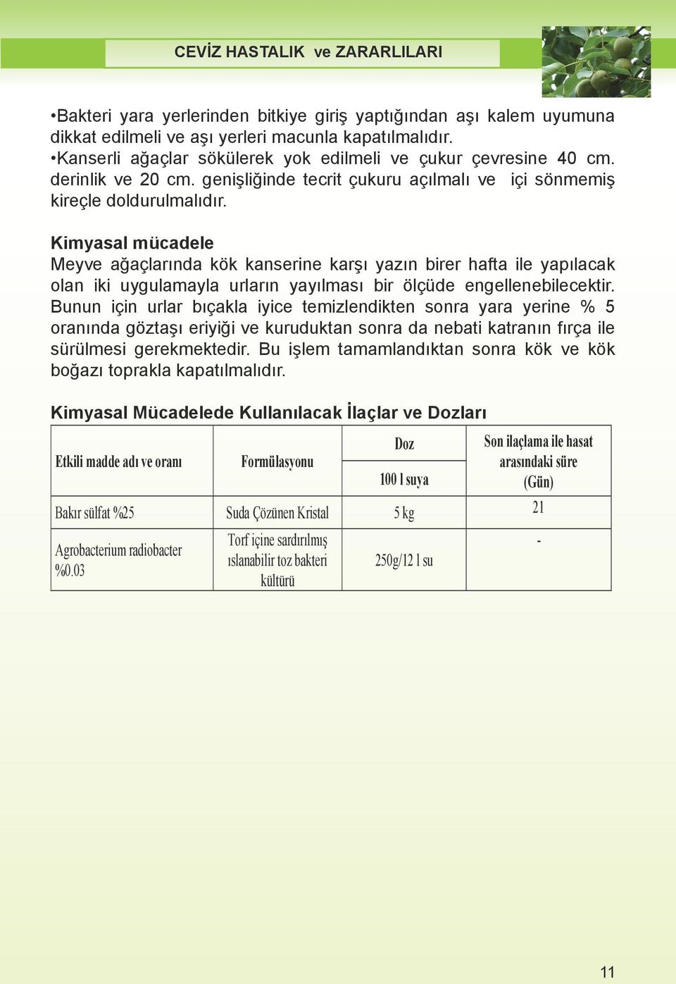 Bakteri yara yerlerinden Fidanl k bitkiye ya mey giriş bahçesi yaptığından kurarken topra n aşı bu kalem bakteriyle uyumuna bula k olup dikkat edilmeli aşı yerleri olmad macunla kontrol edilmelidir.