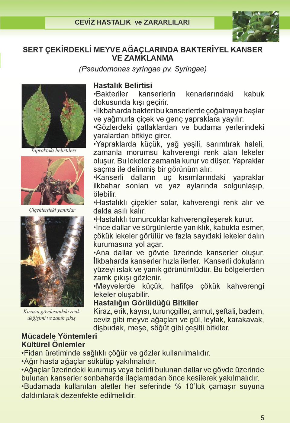 Syringae) Hastal k Hastalık Belirtisi Belirtisi Hastal k Belirtisi Bakteriler kanserlerin kanserlerin kenarlar ndaki kabuk kenarlarındaki dokusunda k geçirir.